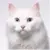 CAT101